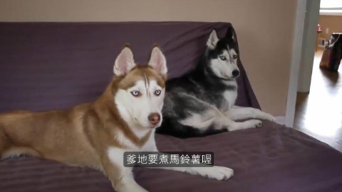 主人问哈士奇要不要马铃薯后,这只会说人话的哈士奇清楚说出「我想要马铃薯」!